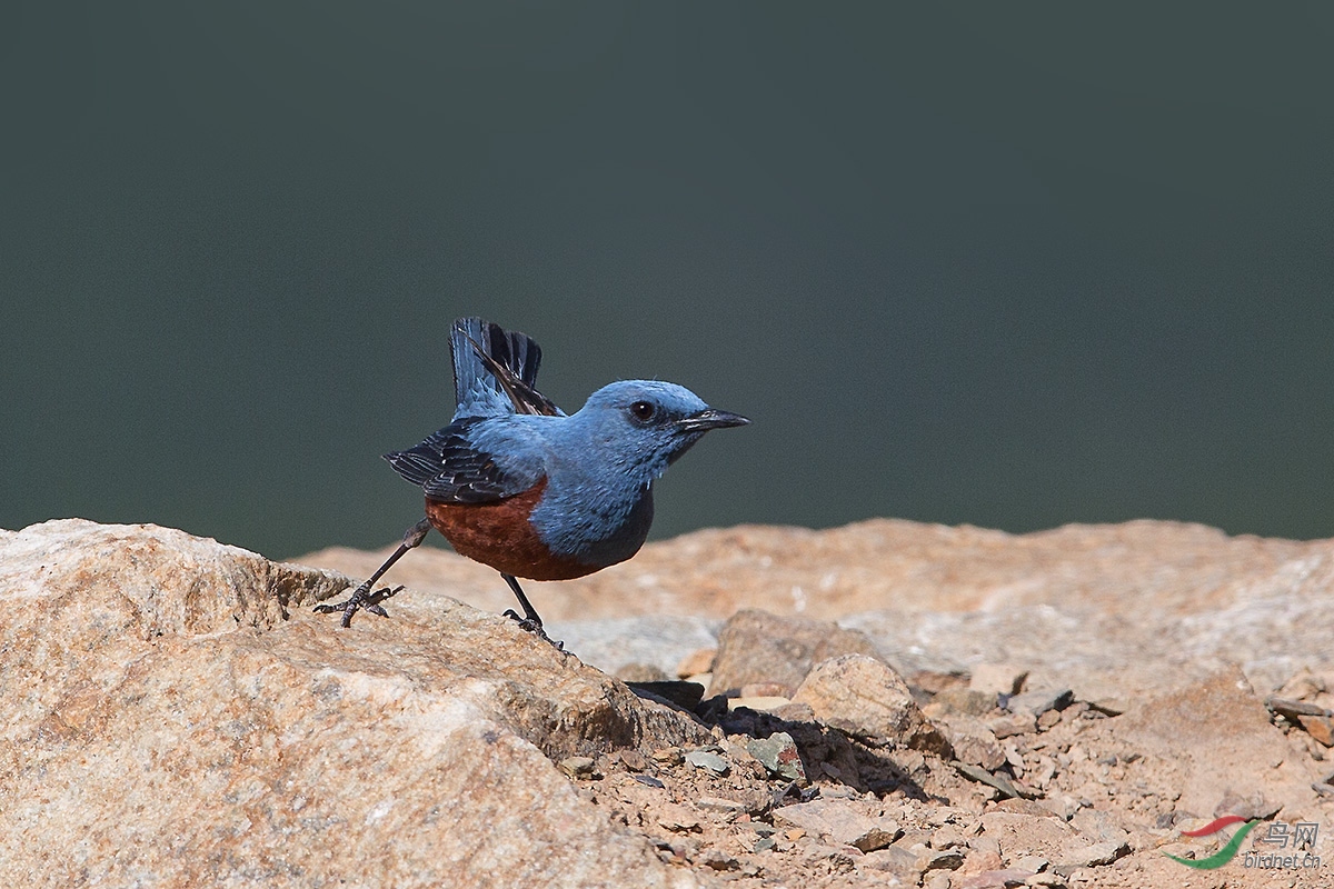 蓝色白灵鸟蓝矶鸫