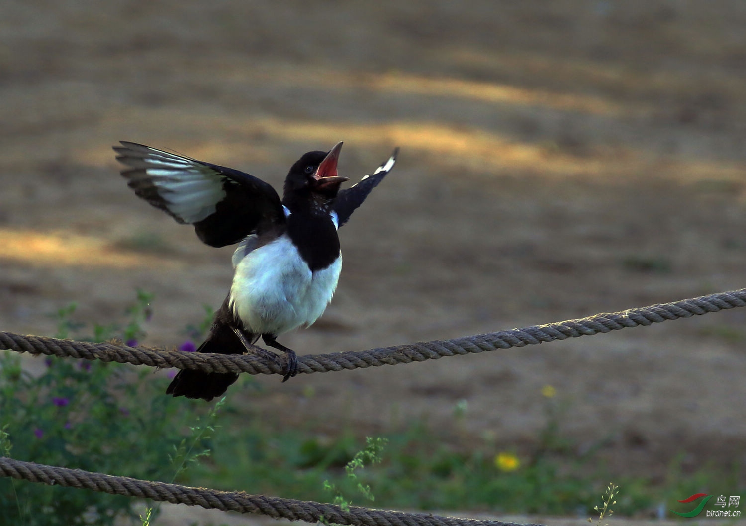 [林鸟] 雏鸟--小可爱喜鹊