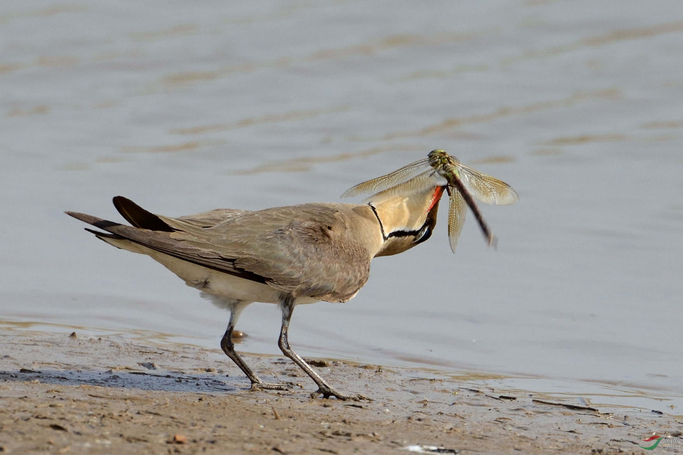 [水鸟] 好吃不好咽----普通燕鸻
