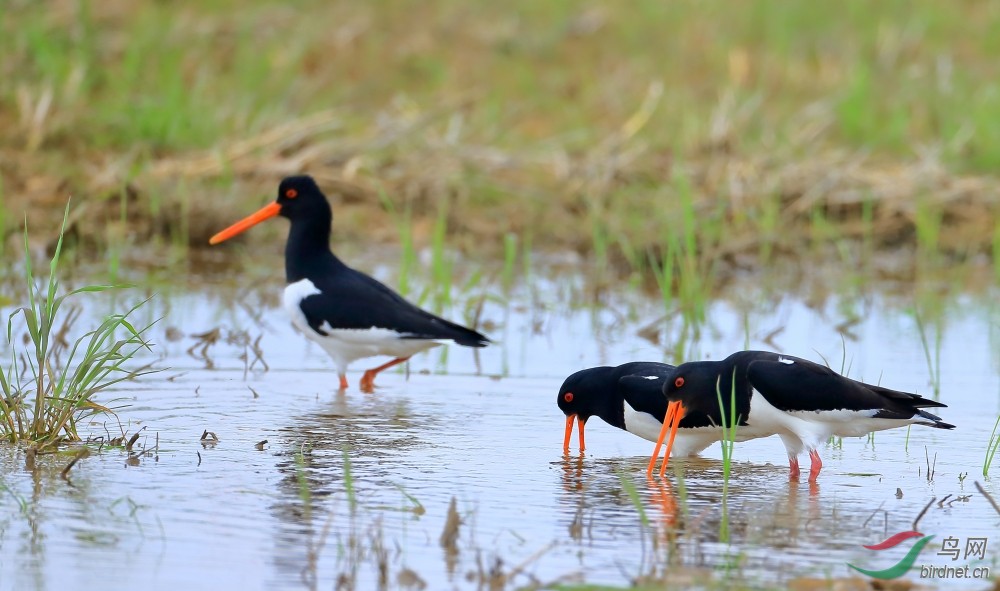 客居他乡--砺鹬