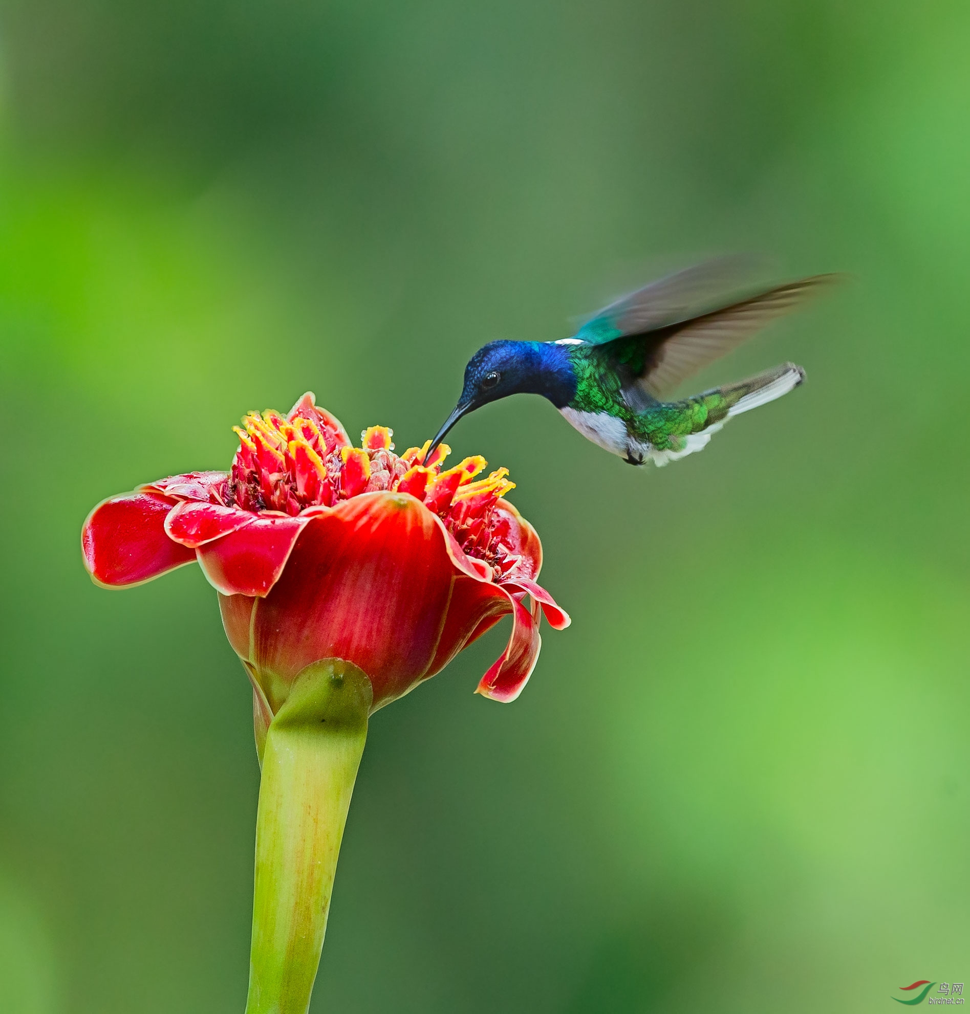 白颈蜂鸟一组 - 江西版 jiangxi 鸟网