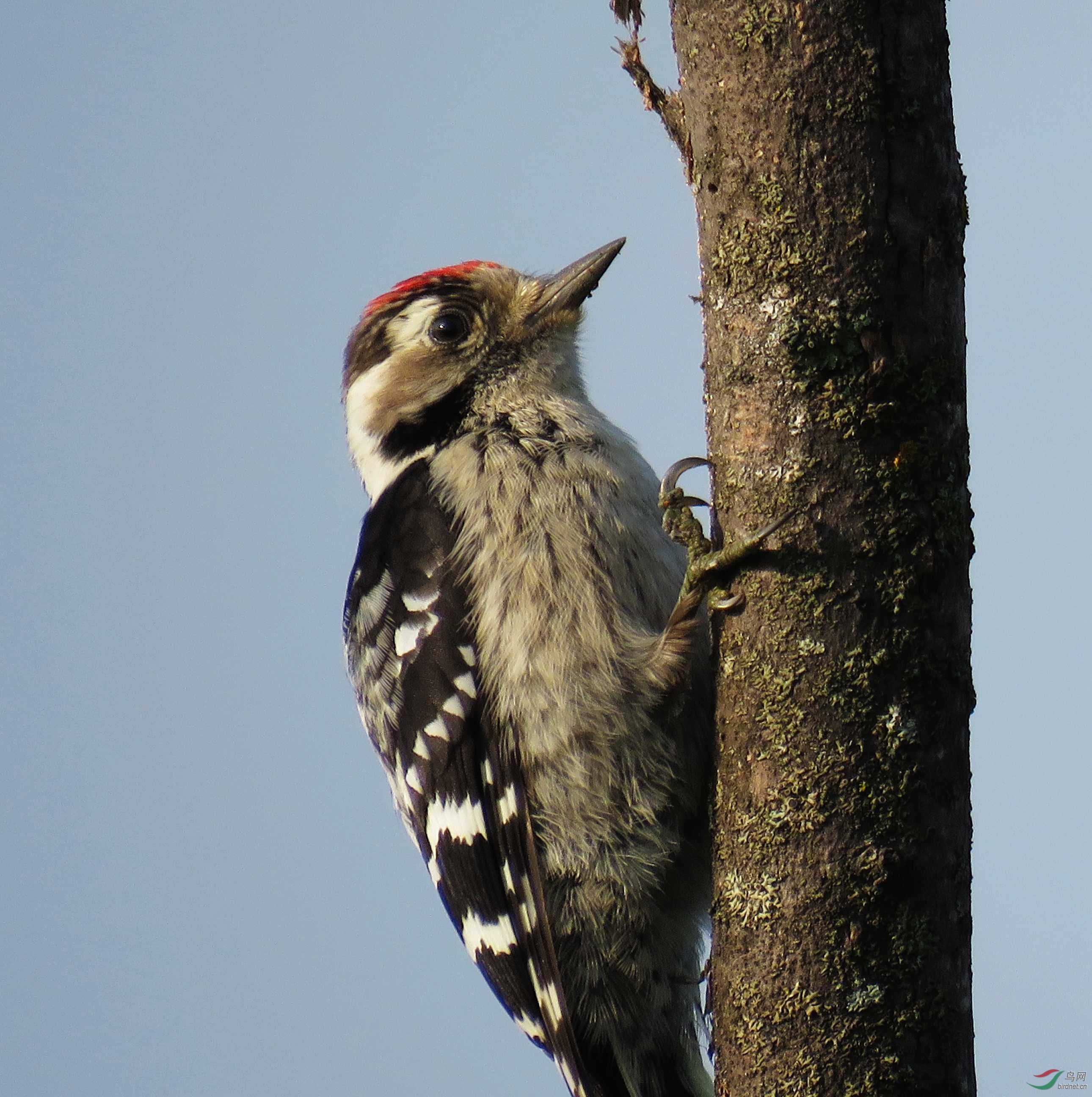 小斑啄木鸟