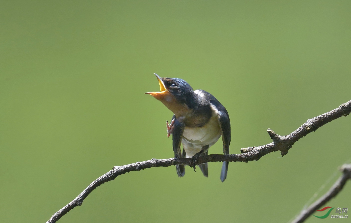 林鸟小燕子口大