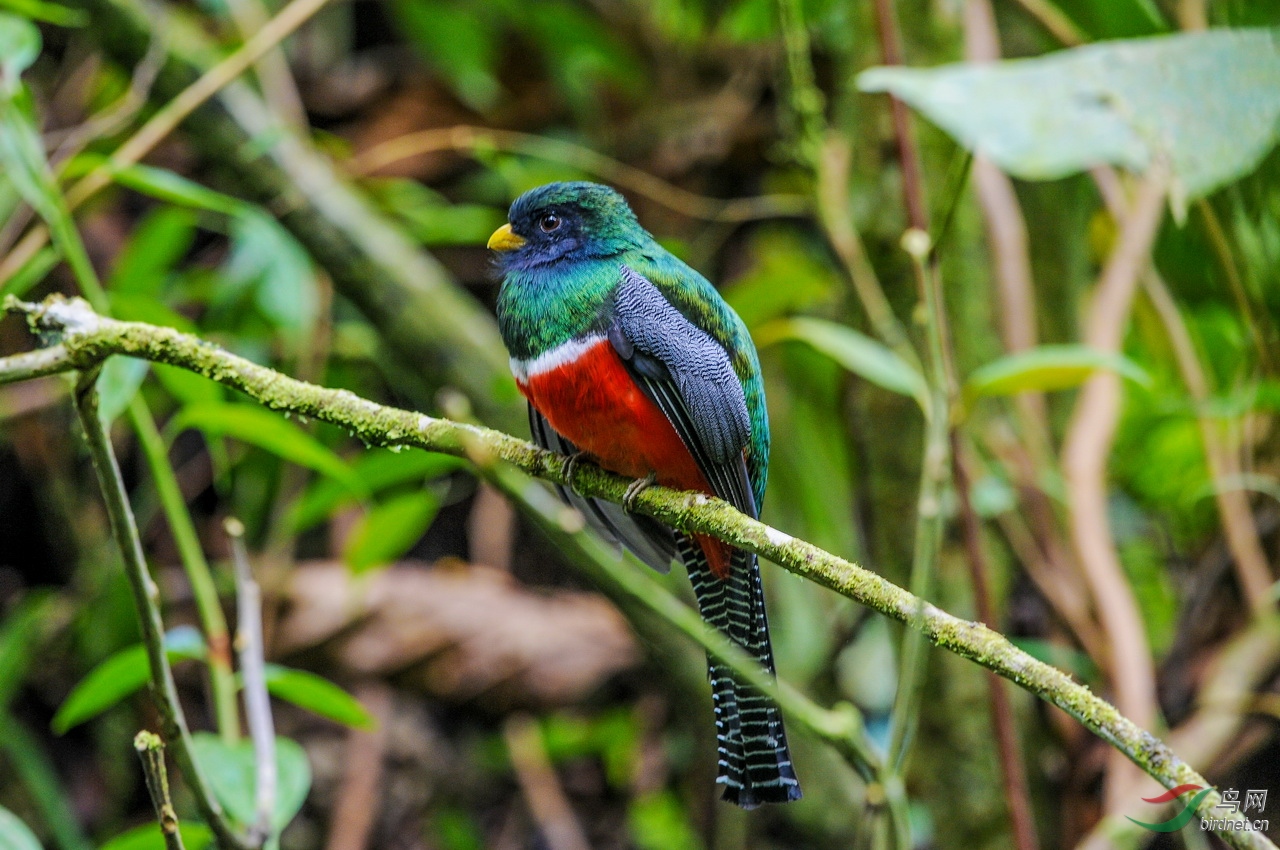 雌雄白领美洲咬鹃