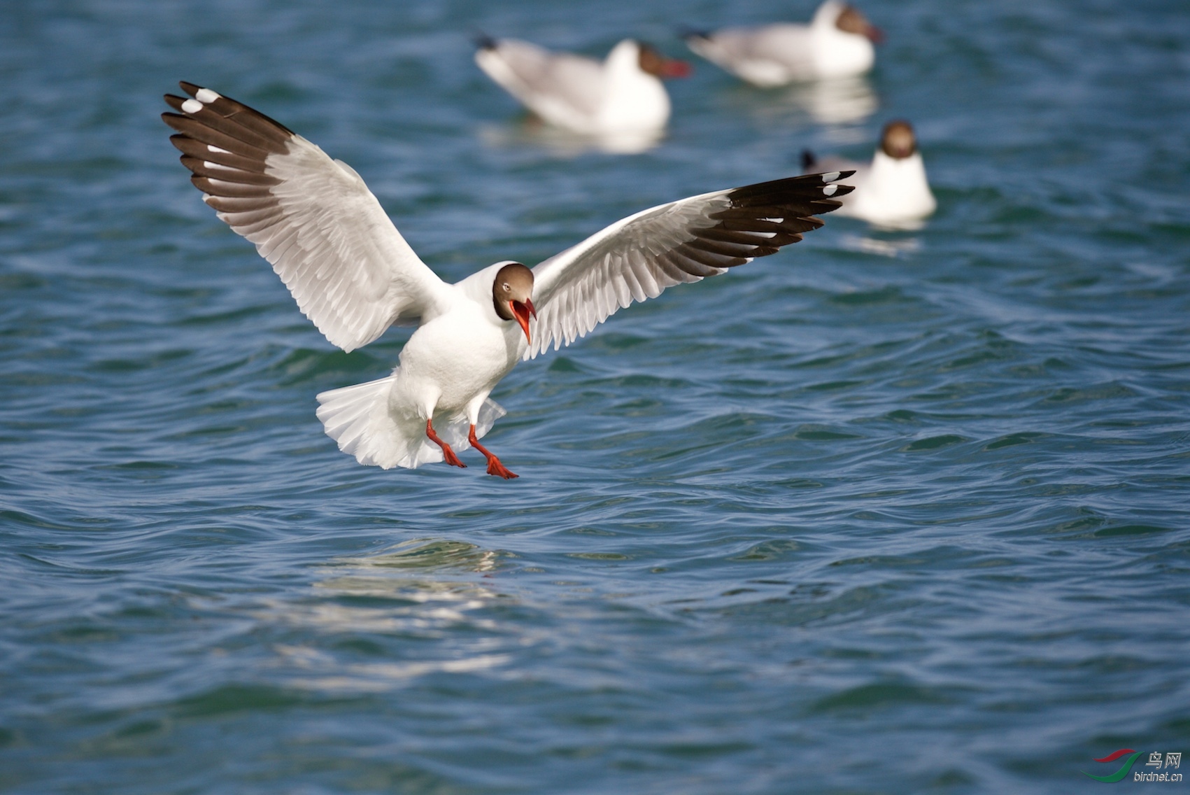 青海湖拍鸟鸟岛棕头鸥一组