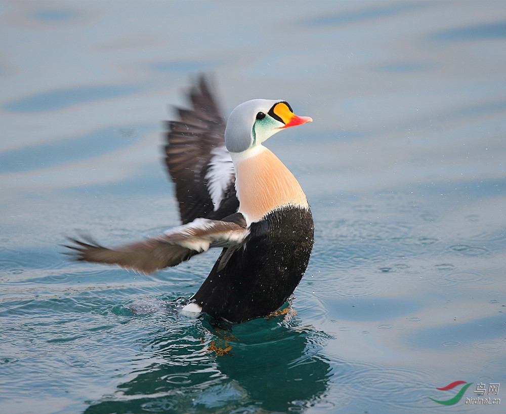 王绒鸭王绒鸭祝贺图五获每日精华