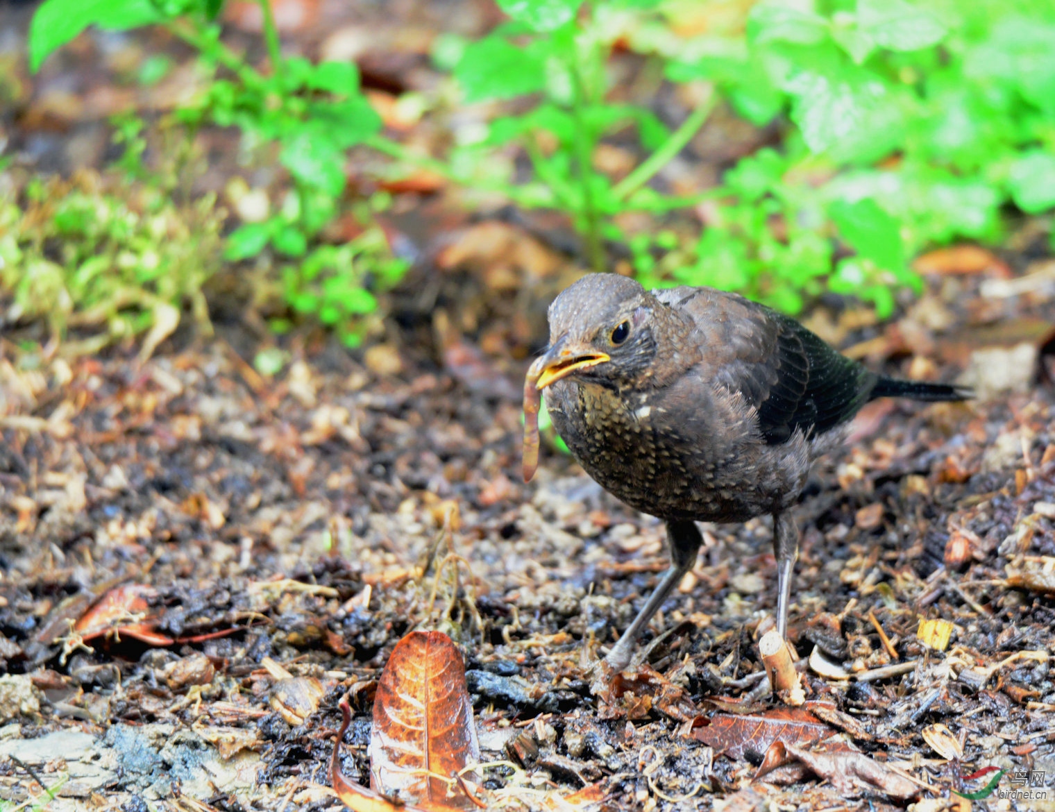 雨天盛宴乌鸫雏鸟