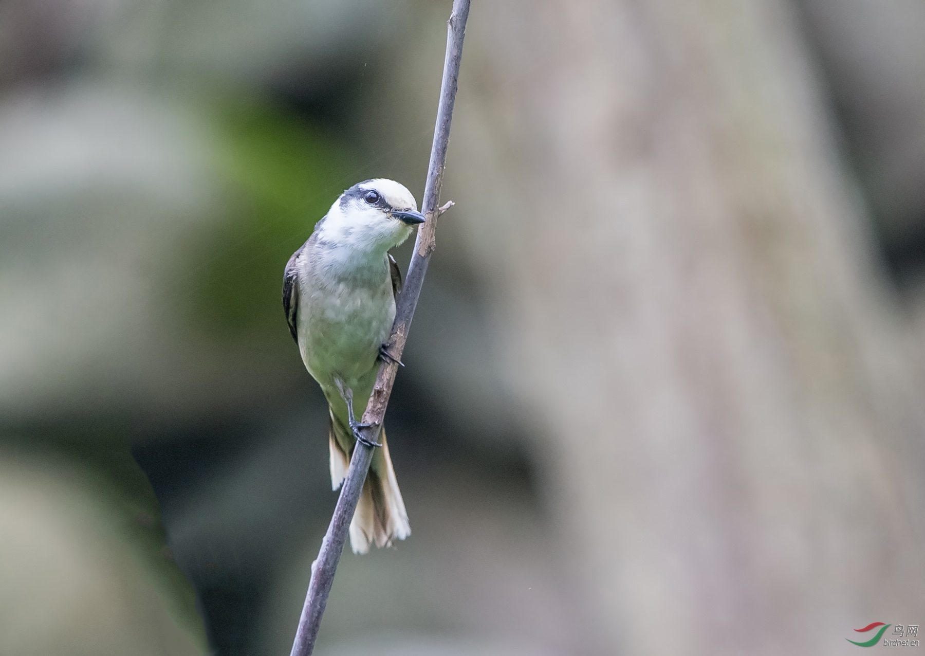 小灰山椒鳥