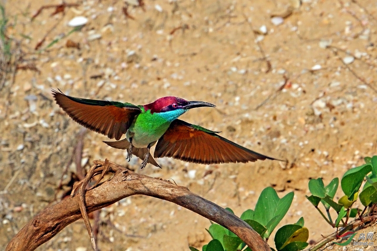 沙土坡上现飞虎
