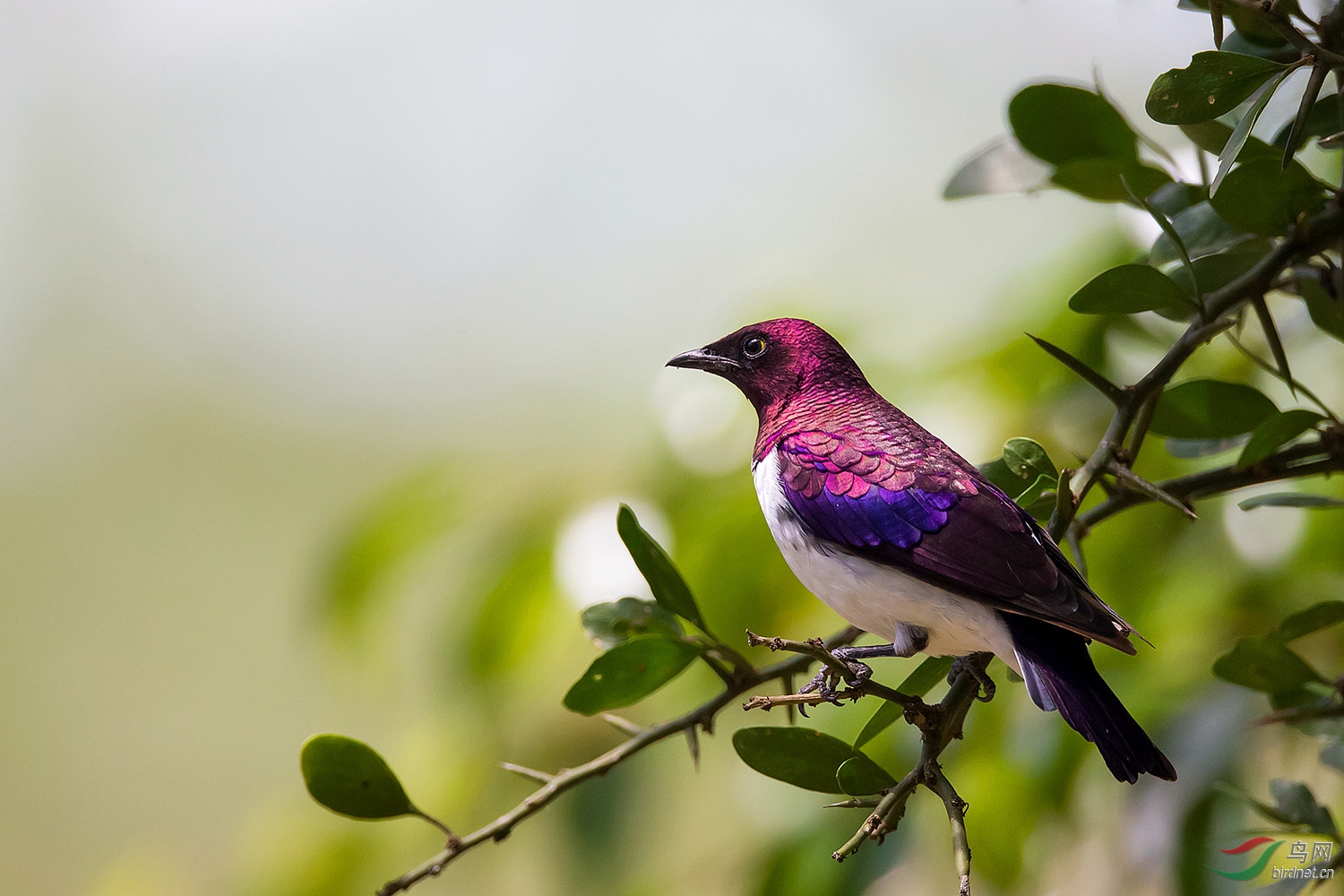 白腹紫椋鸟