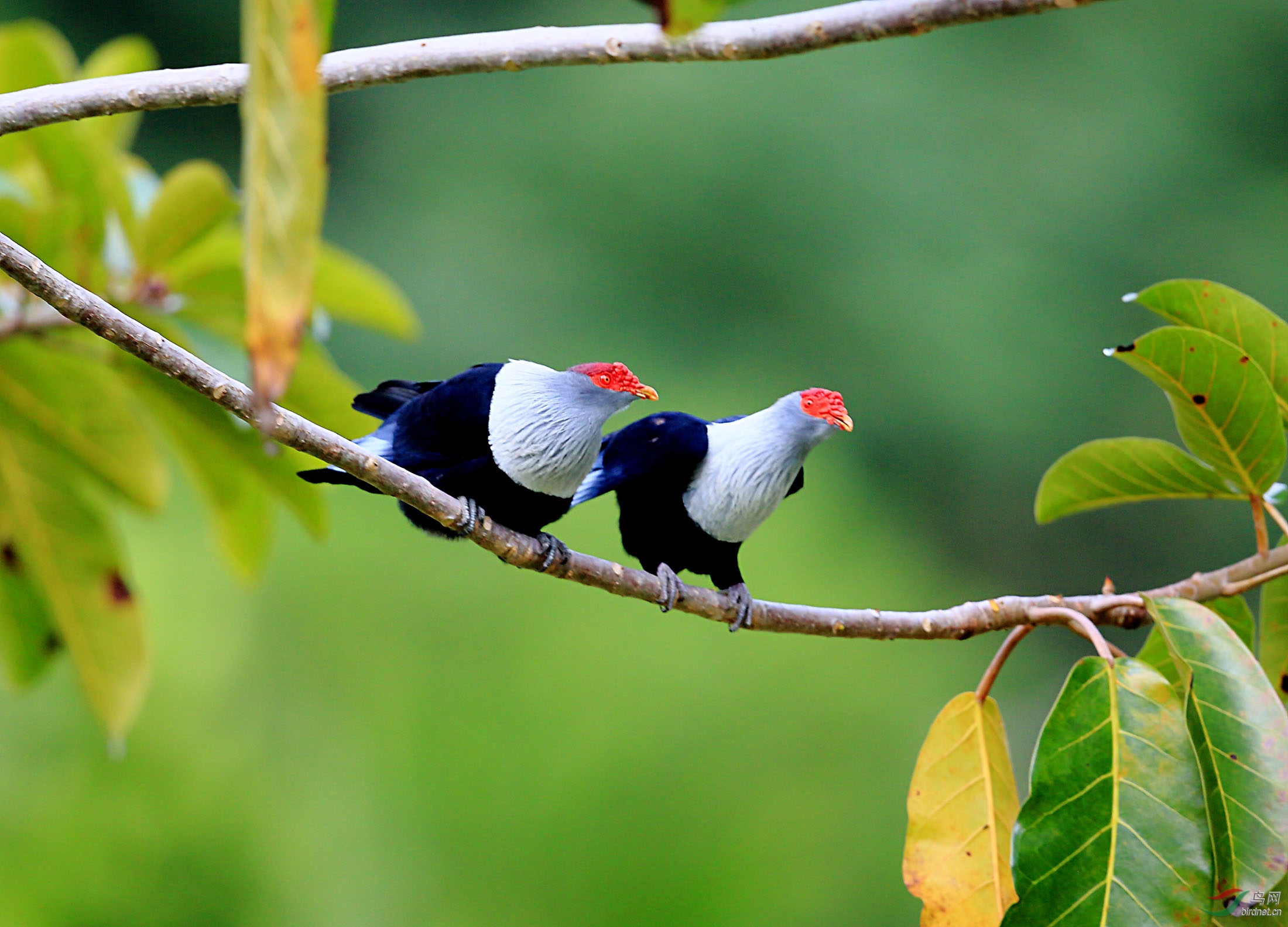 红冠蓝鸠红冠蓝鸠祝贺图2荣获首页精华