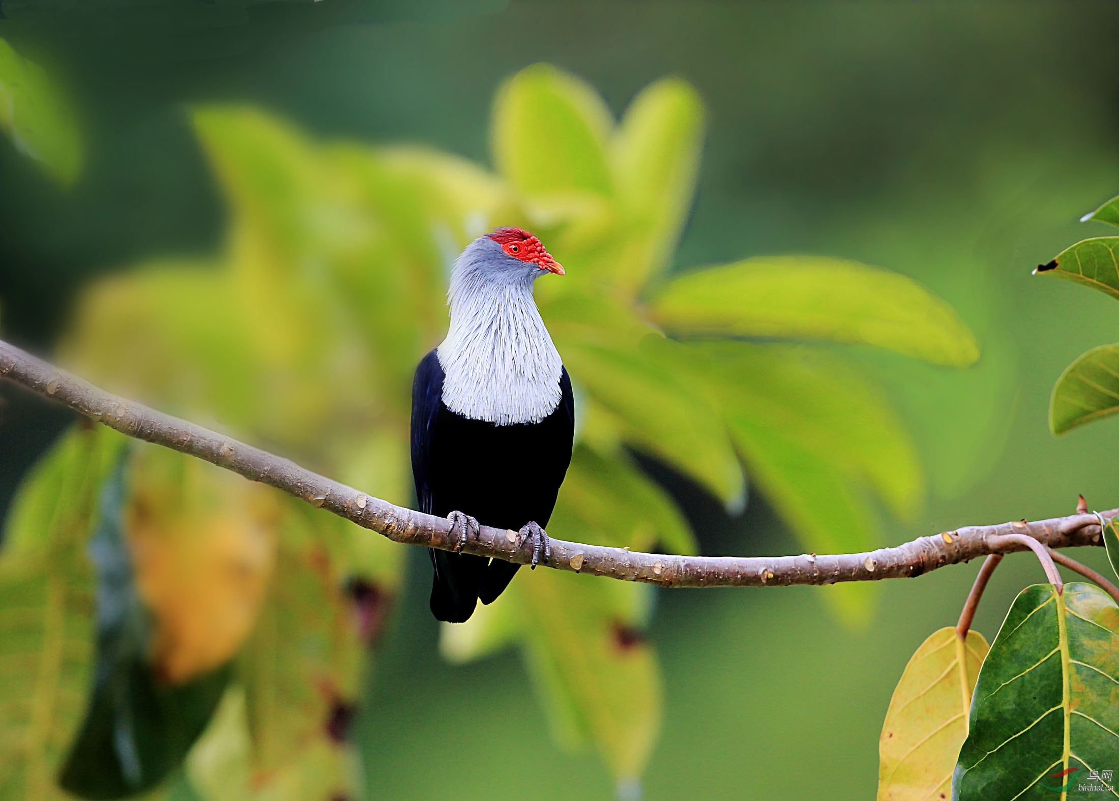(红冠蓝鸠)红冠蓝鸠(祝贺图2荣获首页精华)
