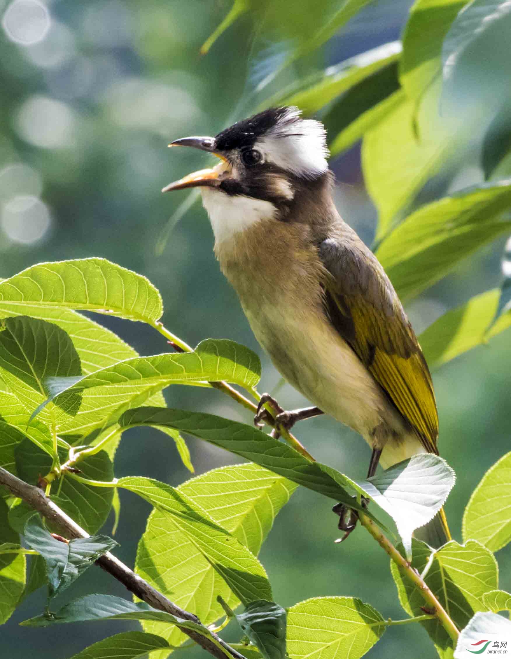 绿林晨曲(黑头鹟)