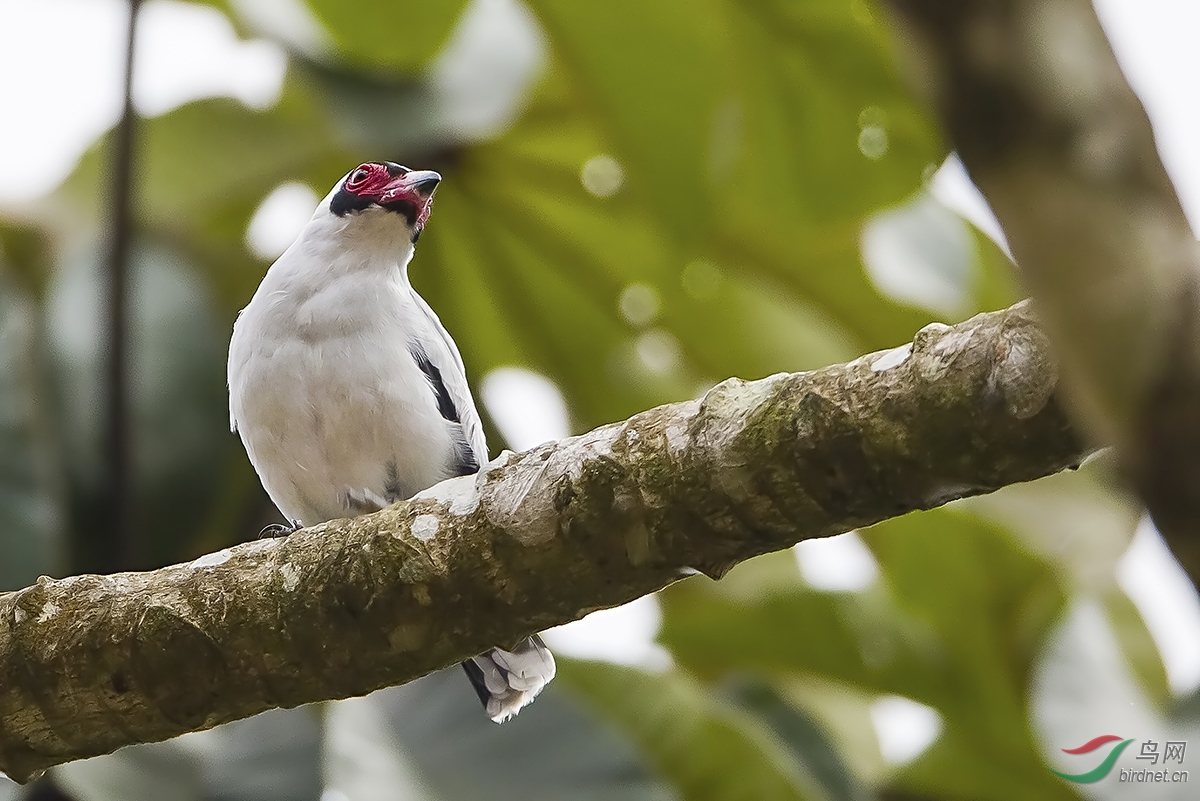 [观鸟] 哥斯达黎加深度环游拍鸟之七十一----花脸蒂泰霸鶲