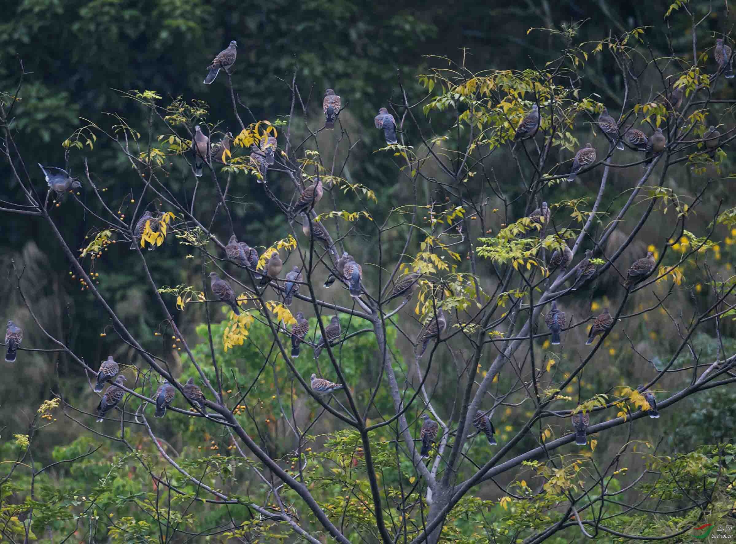 斑鸠树