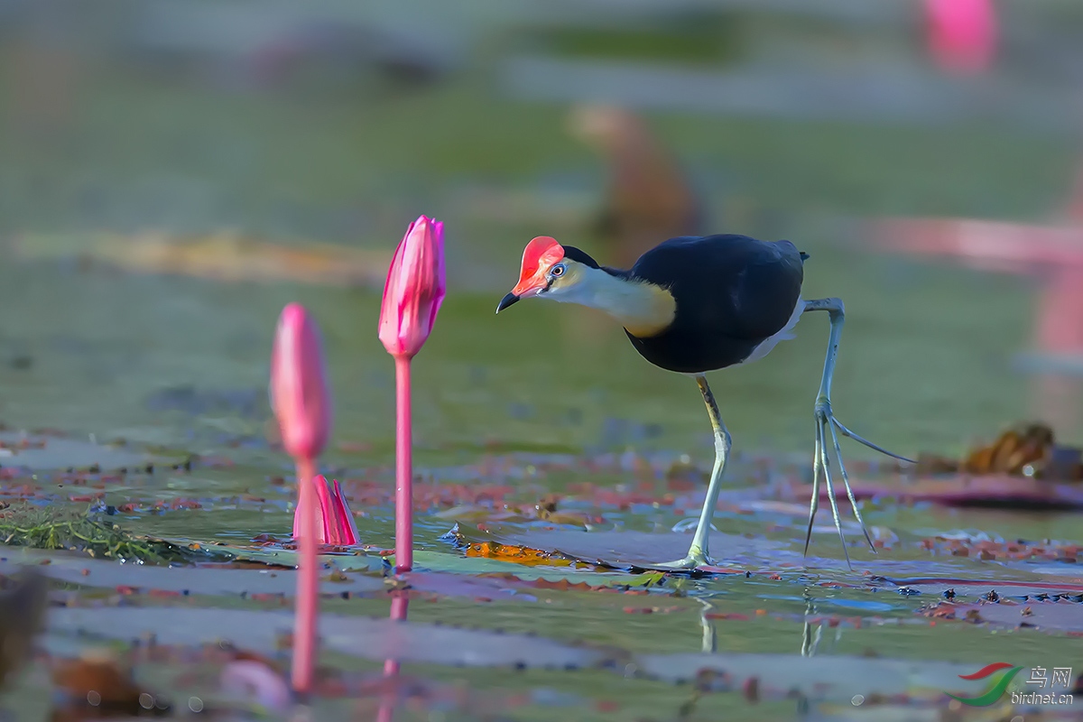 冠水雉冠水雉2贺获每日精华