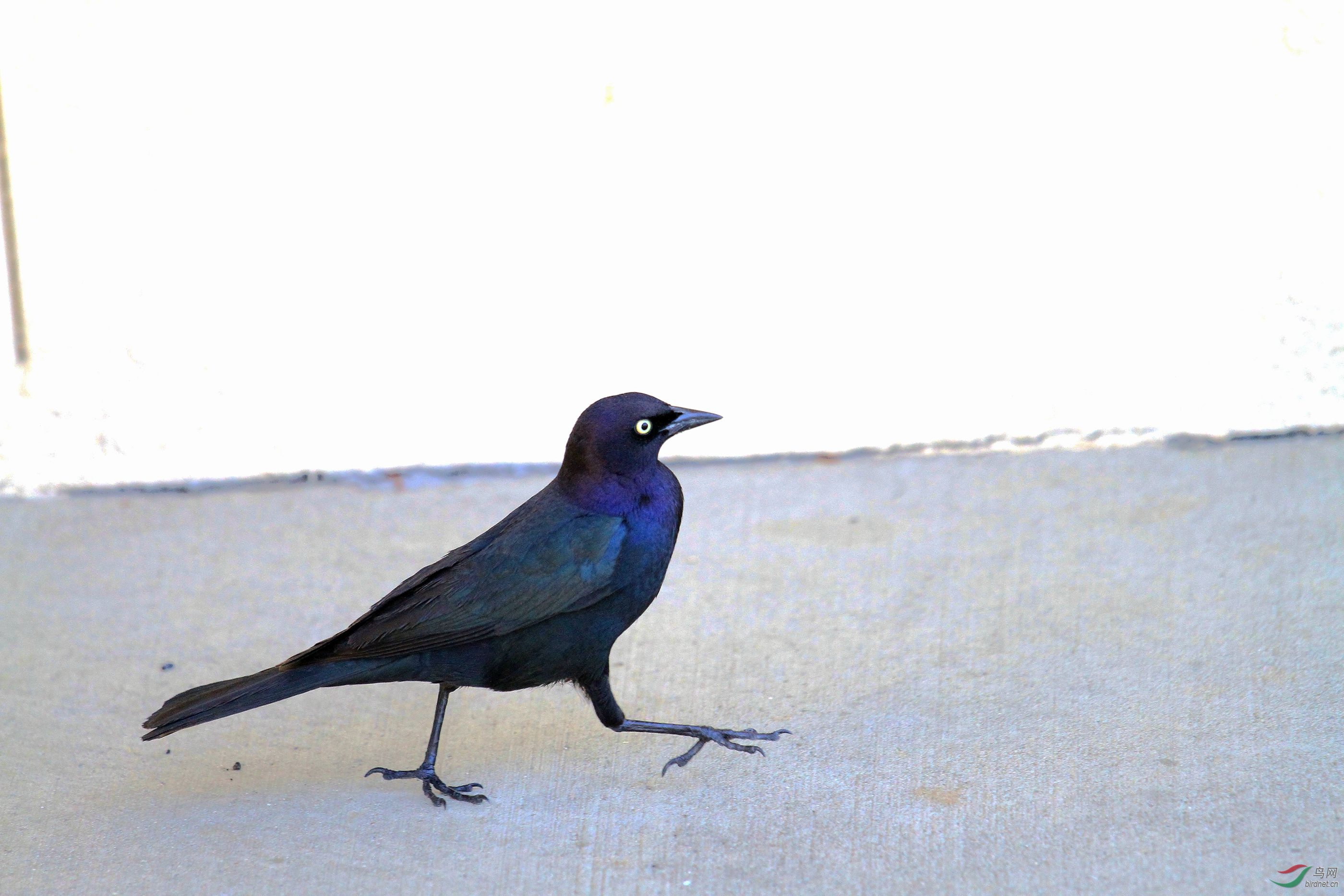 蓝头黑鹂,图2是雌鸟吗?