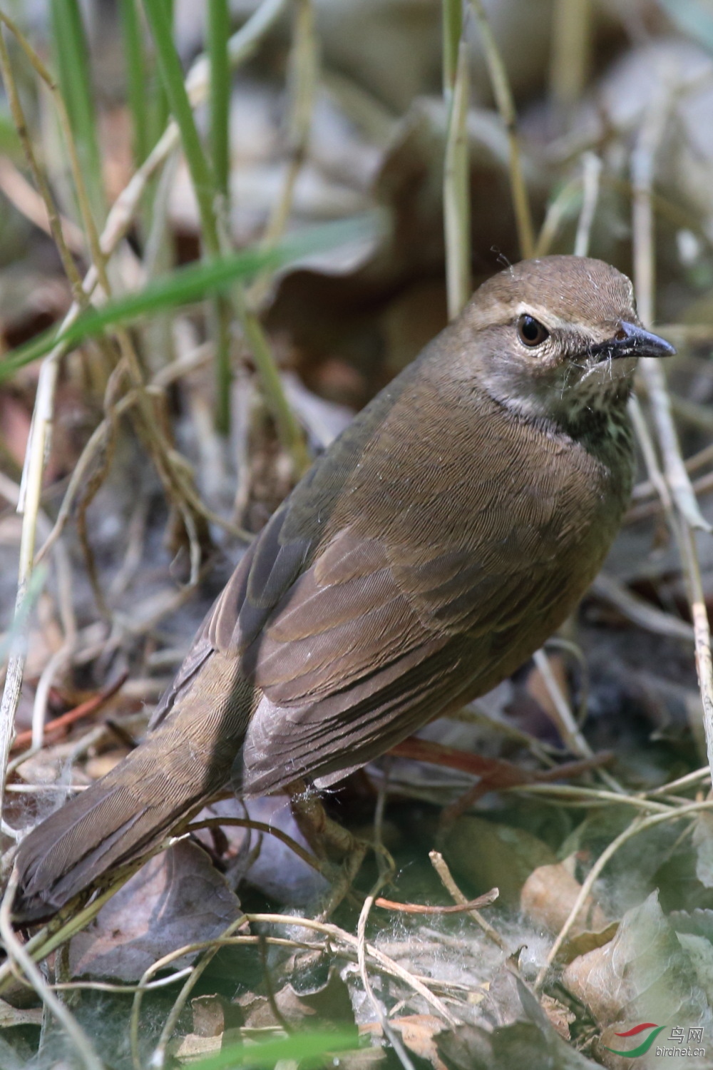 请问老师这是斑胸短翅莺