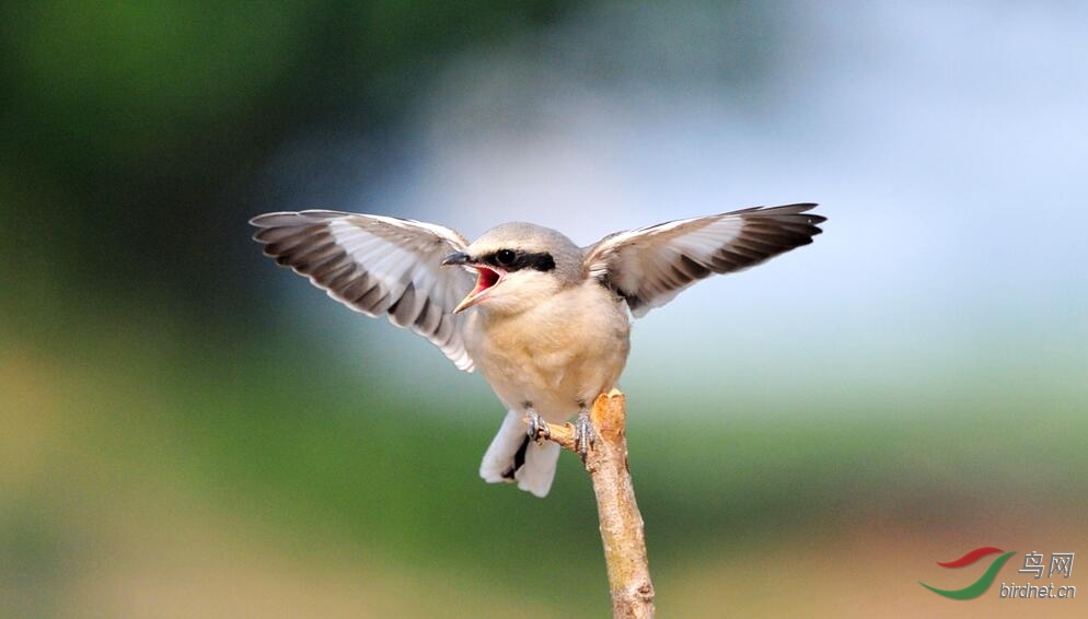 楔尾伯劳雏鸟展翅