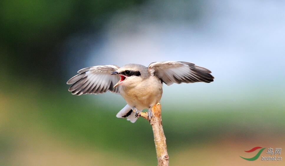 楔尾伯劳(雏鸟展翅)