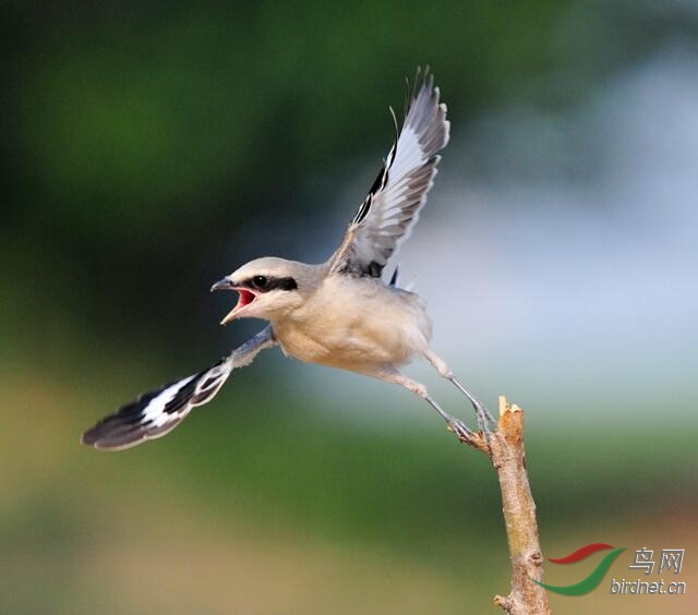 楔尾伯劳雏鸟首飞