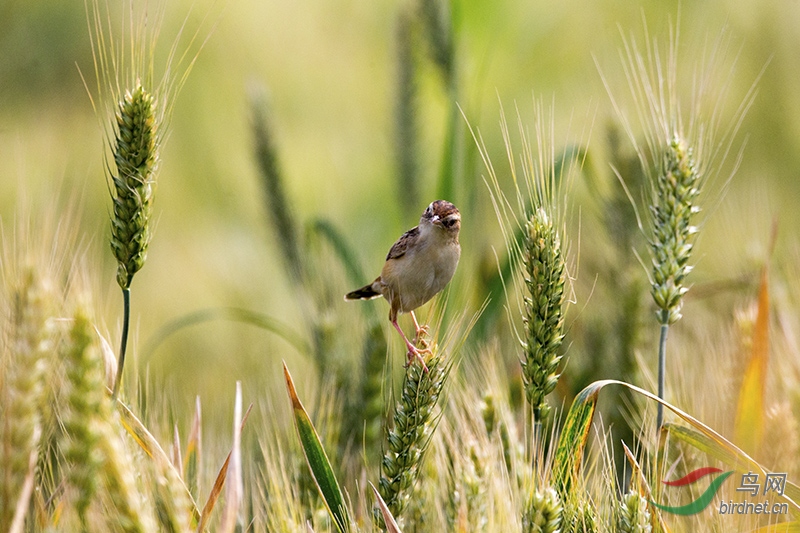 麦子上的小鸟