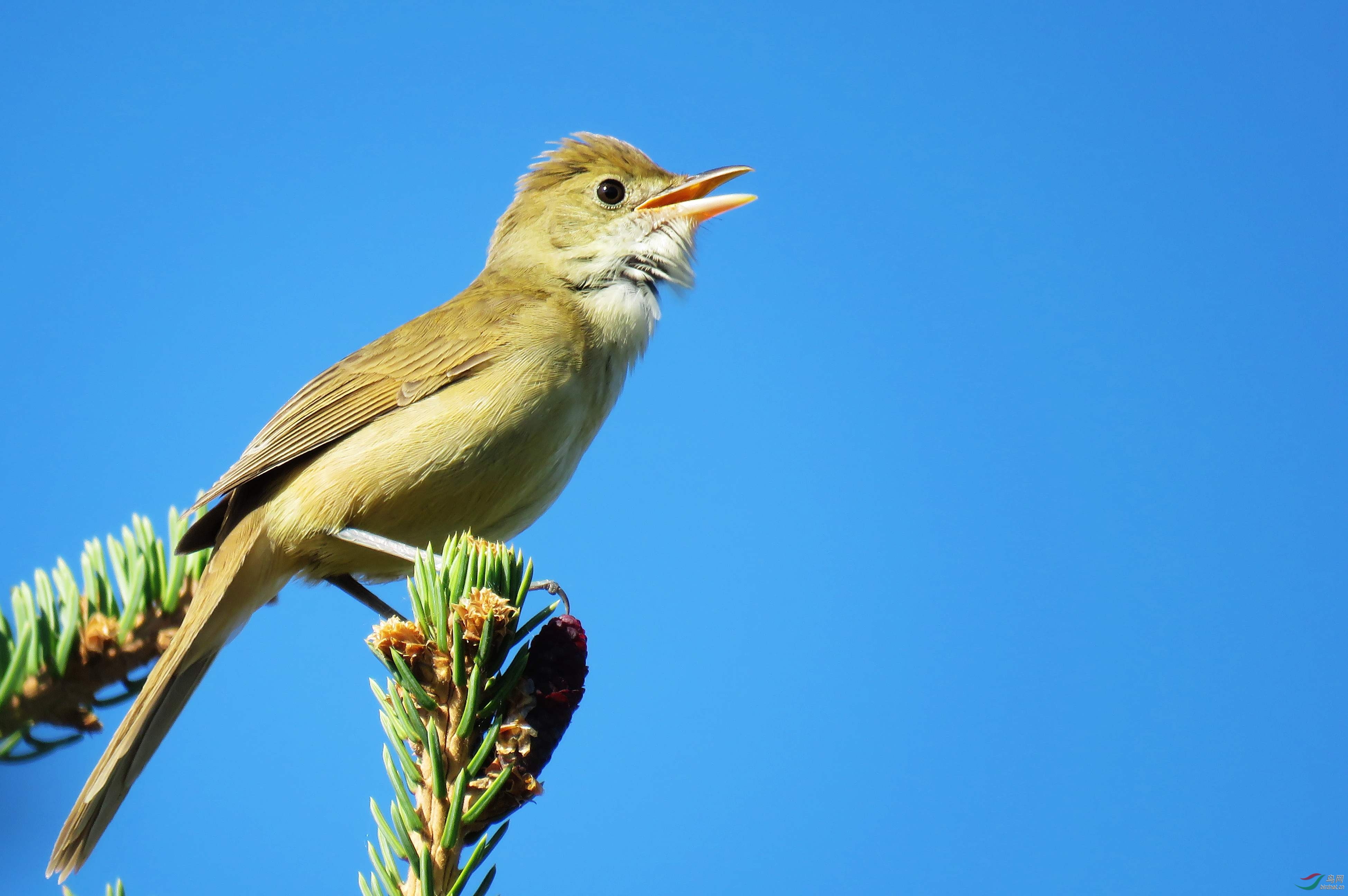初夏的厚嘴苇莺