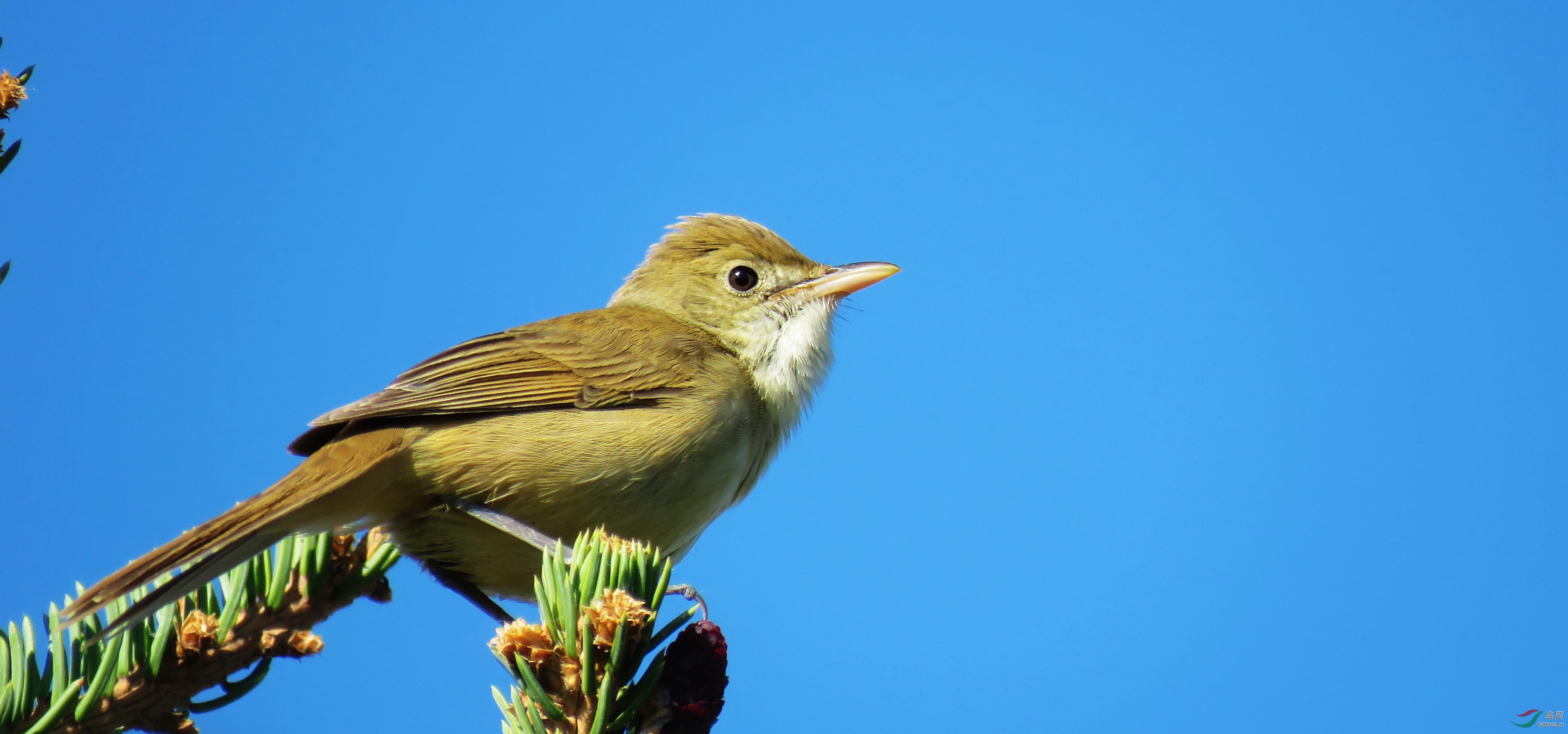 初夏的厚嘴苇莺