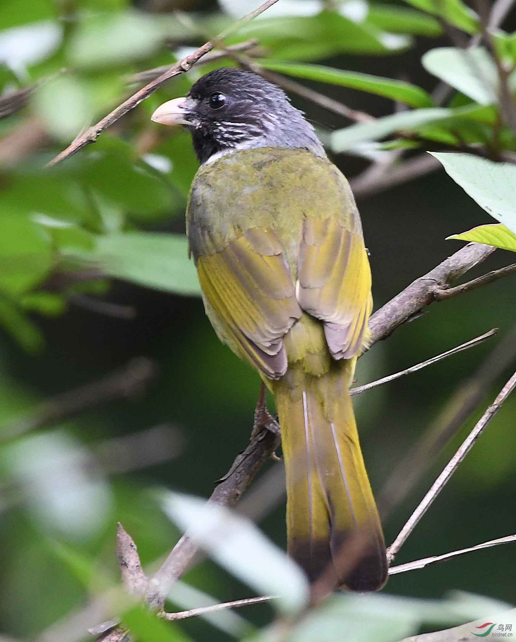 黄翅雀 - 福建版 fujian 鸟网