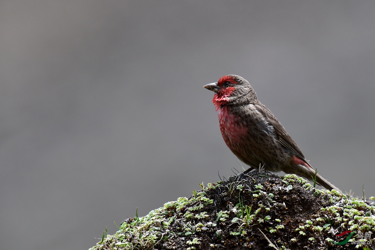 巴郎山的红胸朱雀