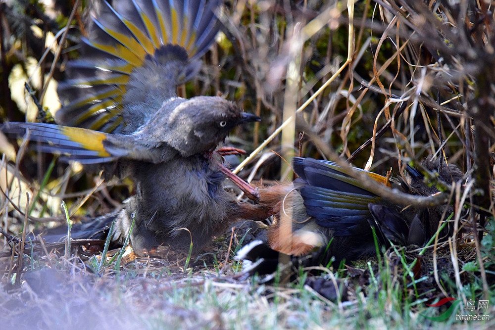 DSC_1604_����.jpg