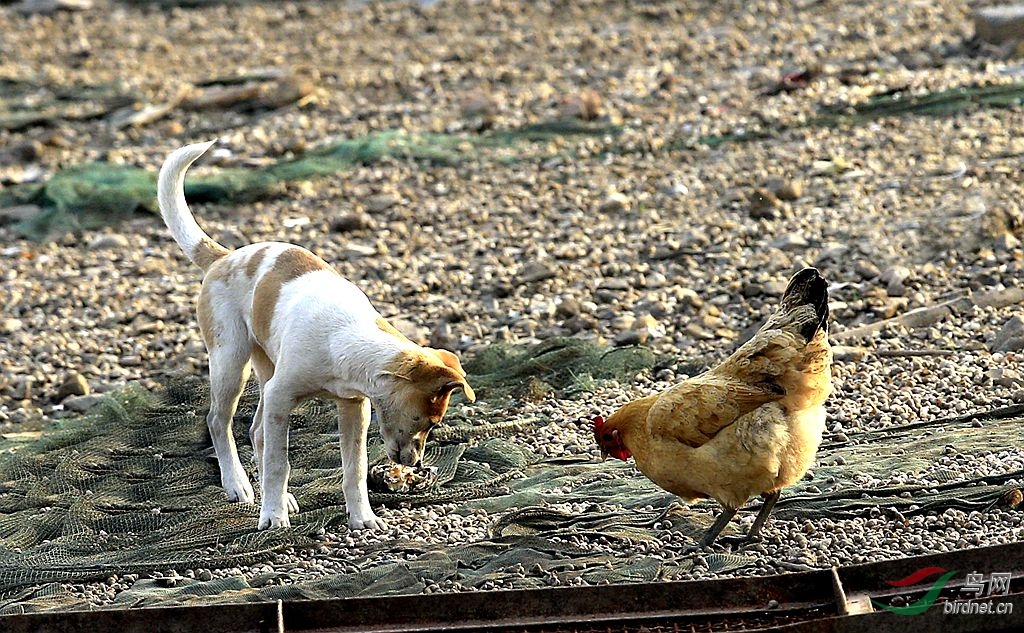 ���ش�����Ϊ����è�𣿡�