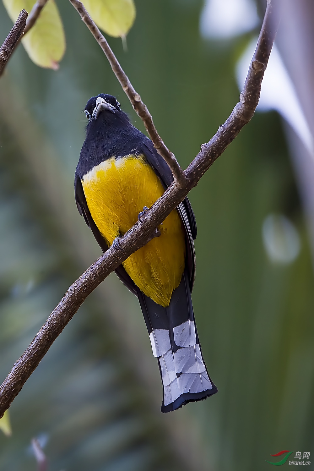 观鸟哥斯达黎加深度环游拍鸟之七十三黑头美洲咬鹃