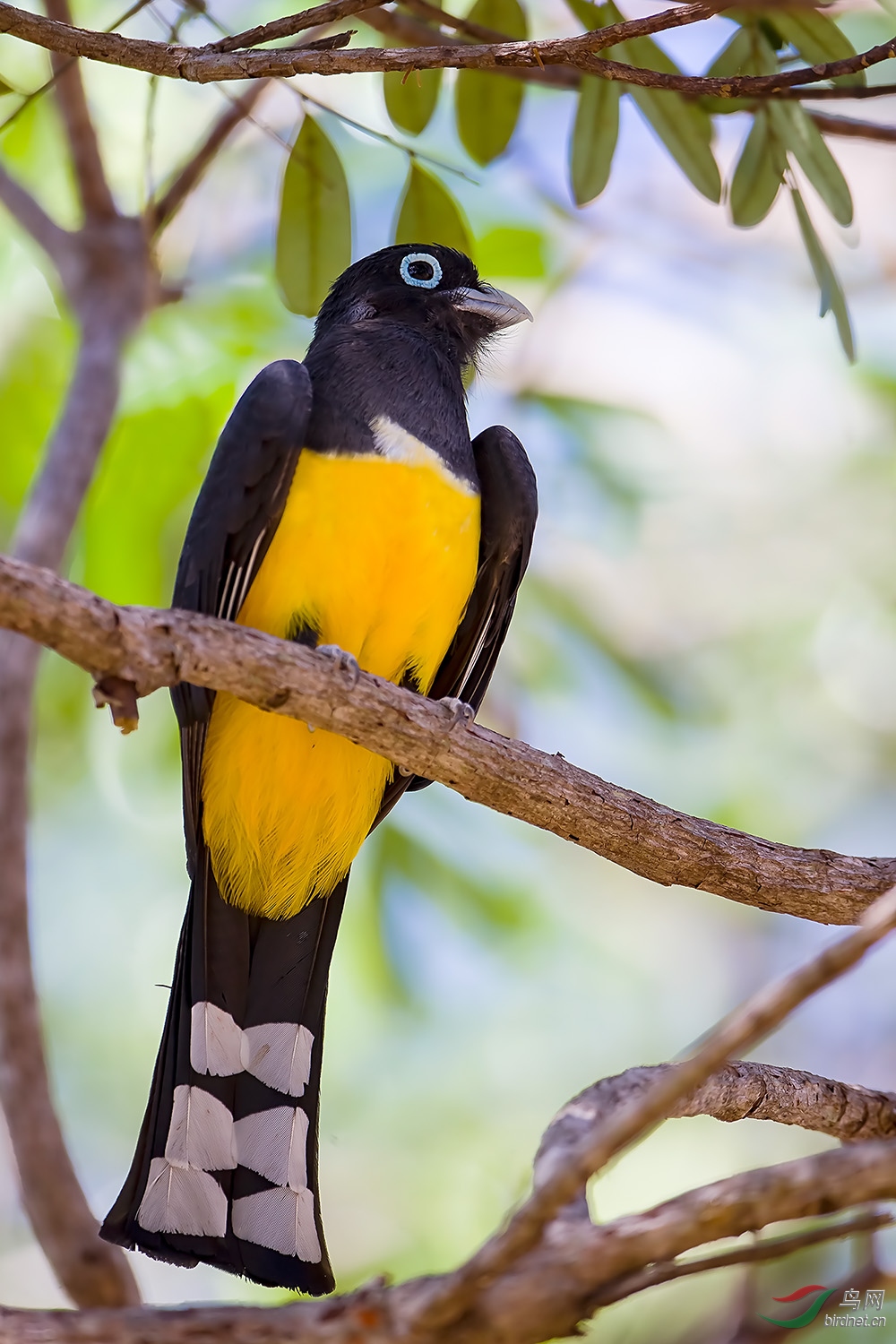 观鸟哥斯达黎加深度环游拍鸟之七十三黑头美洲咬鹃