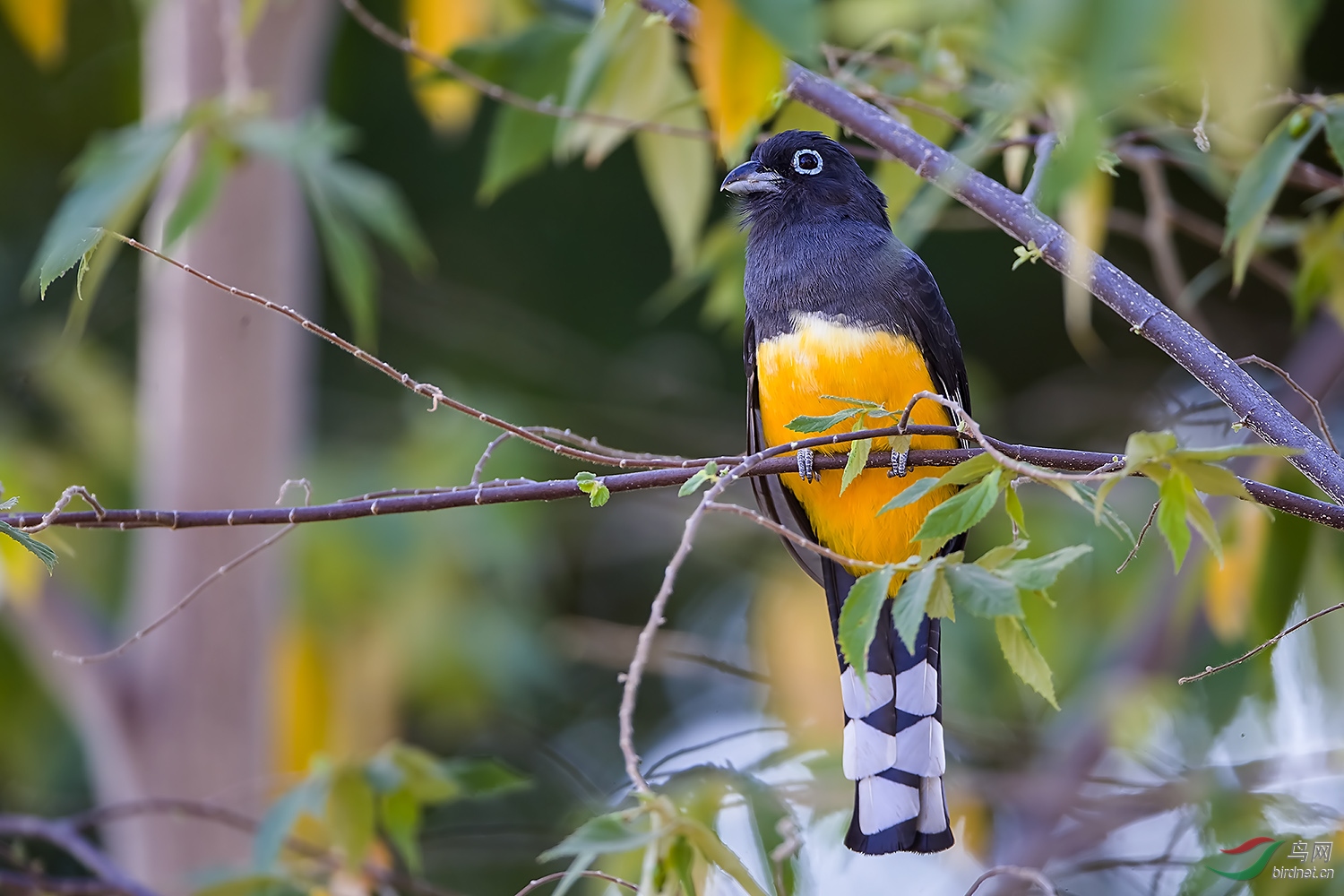 观鸟哥斯达黎加深度环游拍鸟之七十三黑头美洲咬鹃