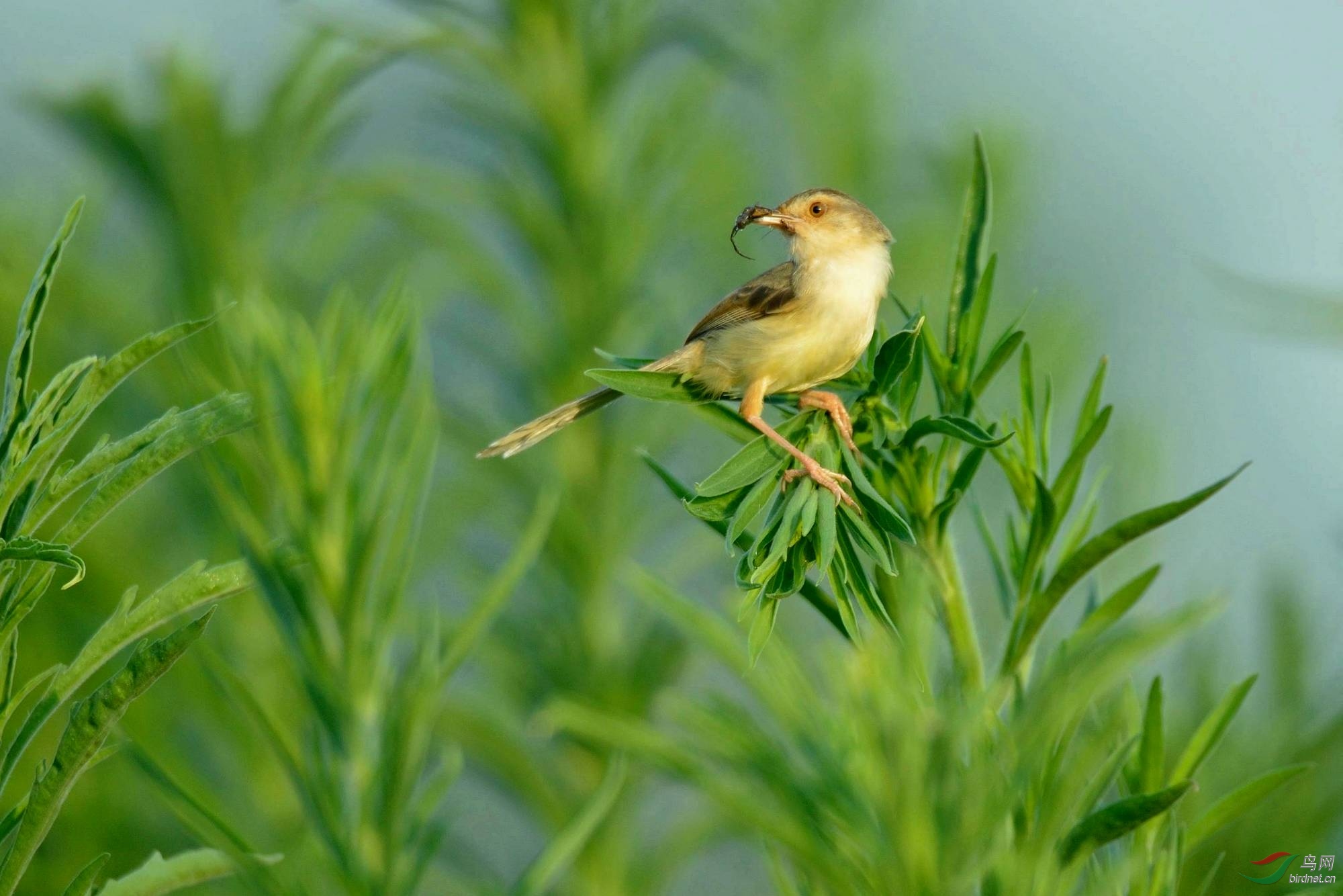早起的雀雀有虫吃2016.6.6拍