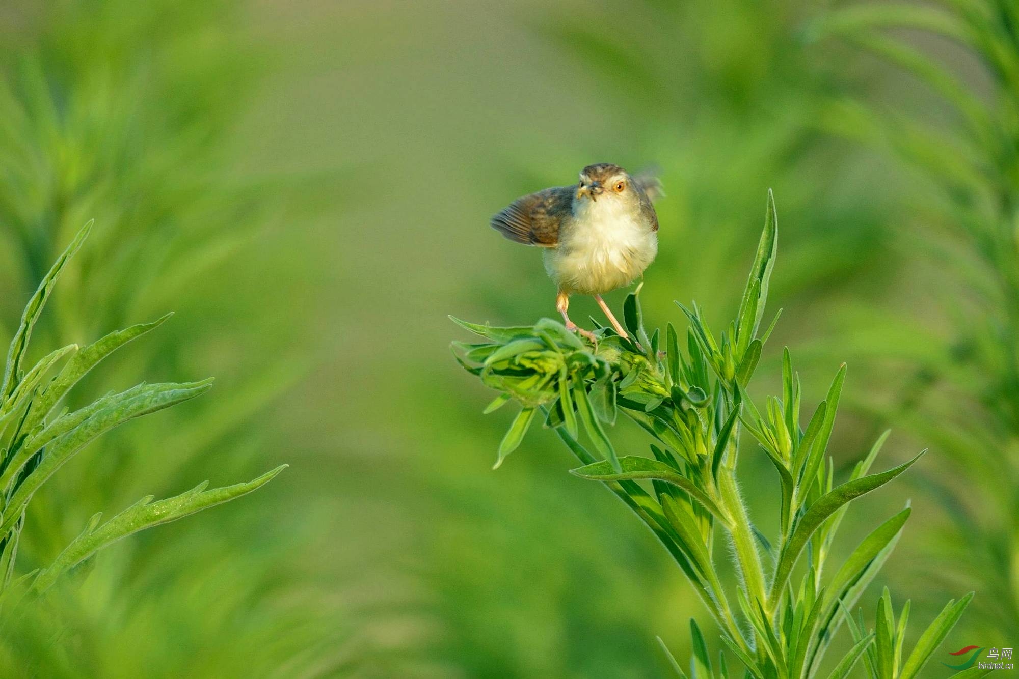 早起的雀雀有虫吃2016.6.6拍