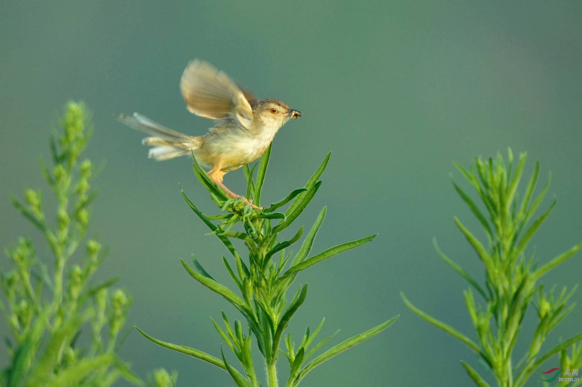 早起的雀雀有虫吃2016.6.6拍