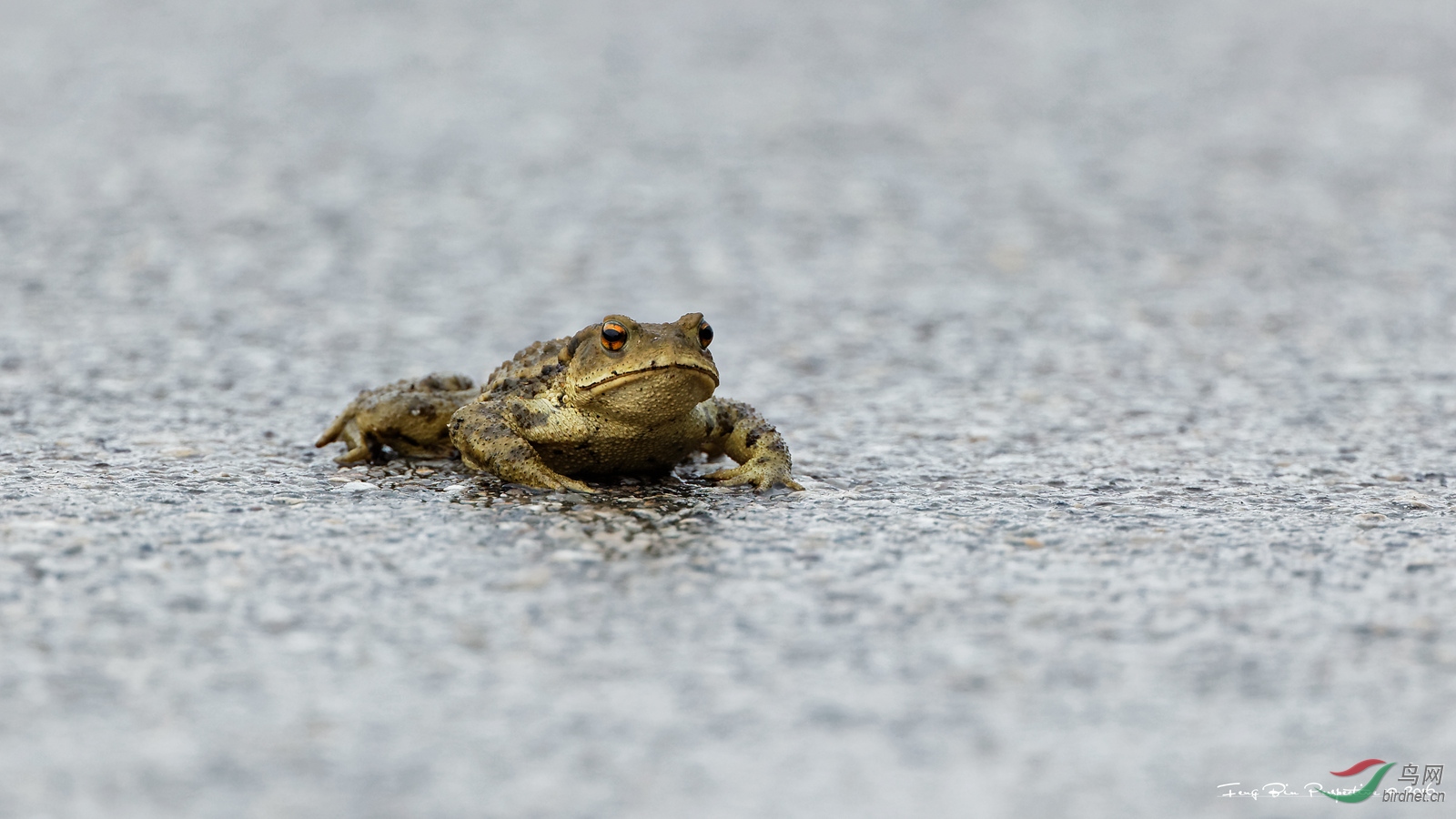 400doii大绿兔实拍欣赏