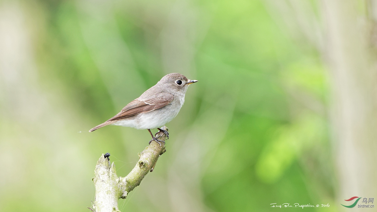 400doii大绿兔实拍欣赏
