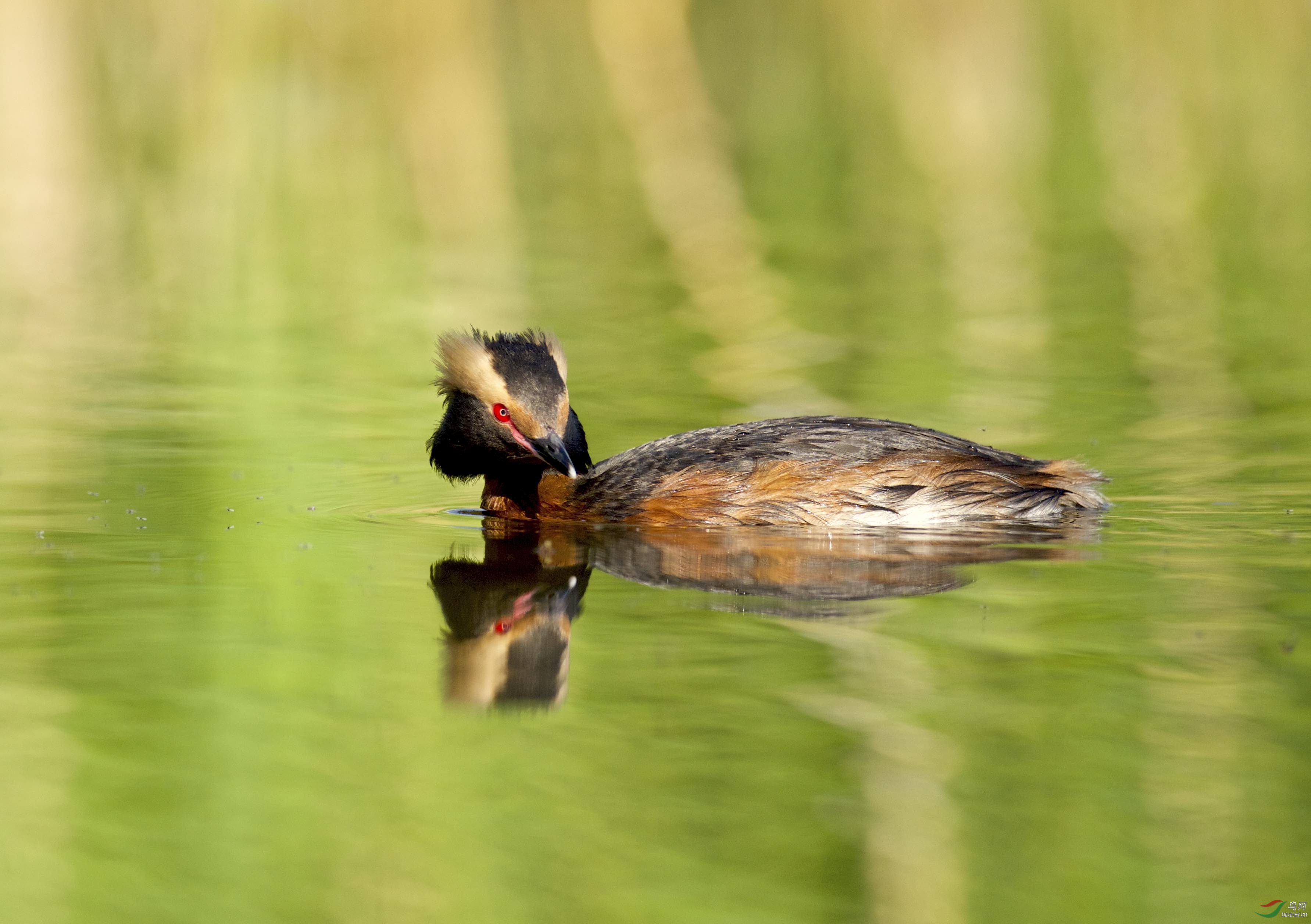 新疆拍鸟角䴙䴘