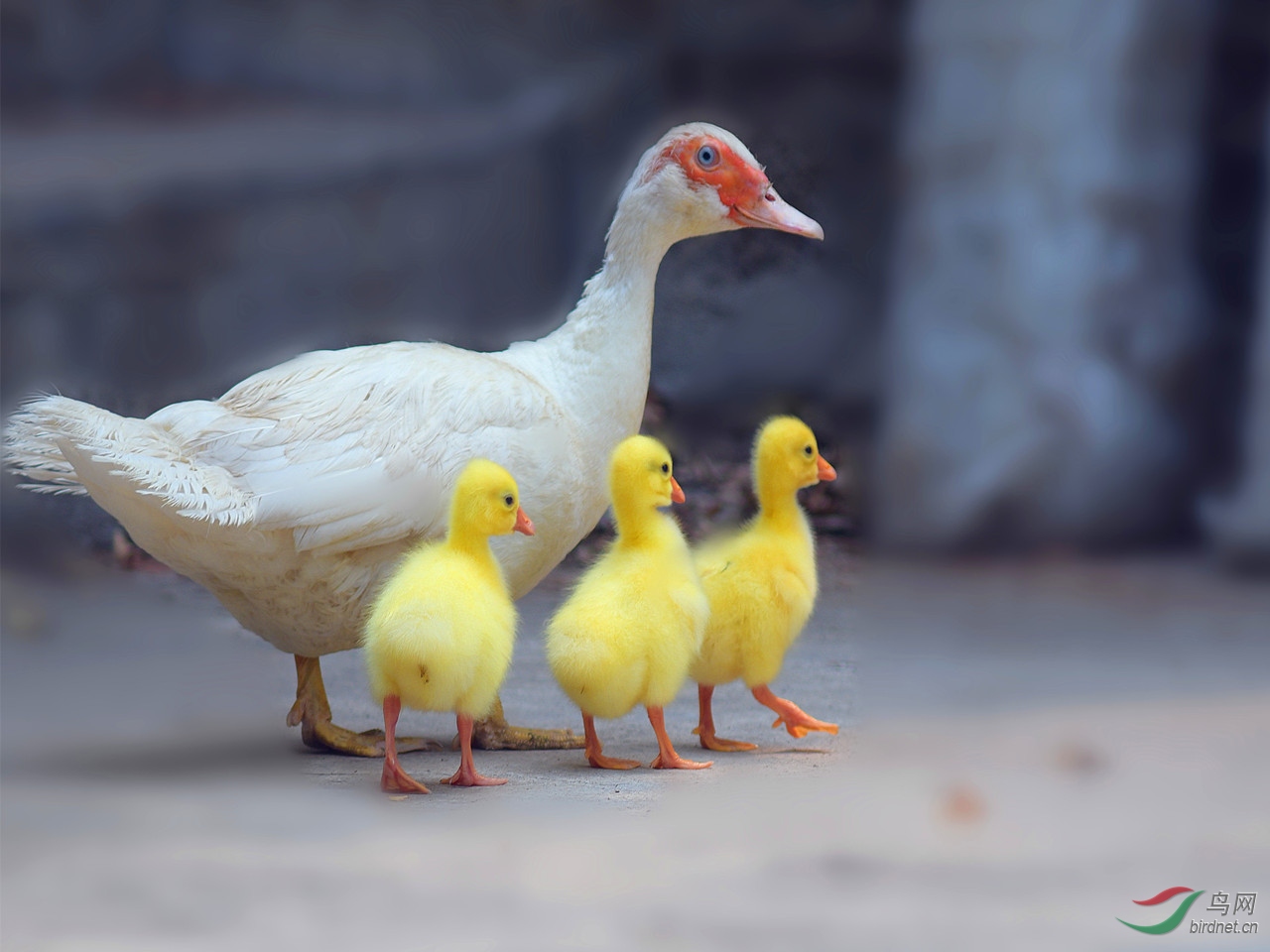 跨越种类的爱雉鸭孵鹅