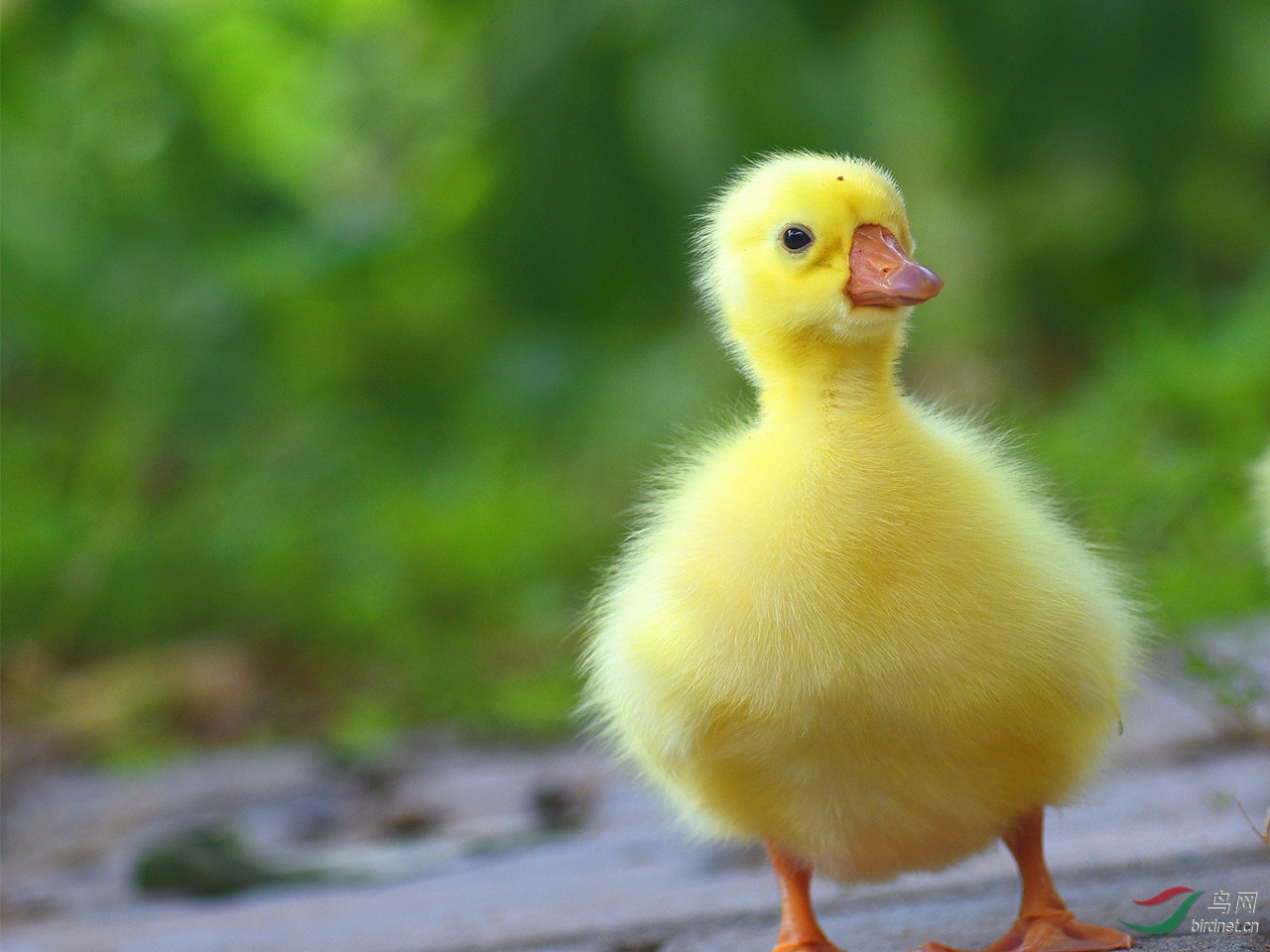 跨越种类的爱雉鸭孵鹅