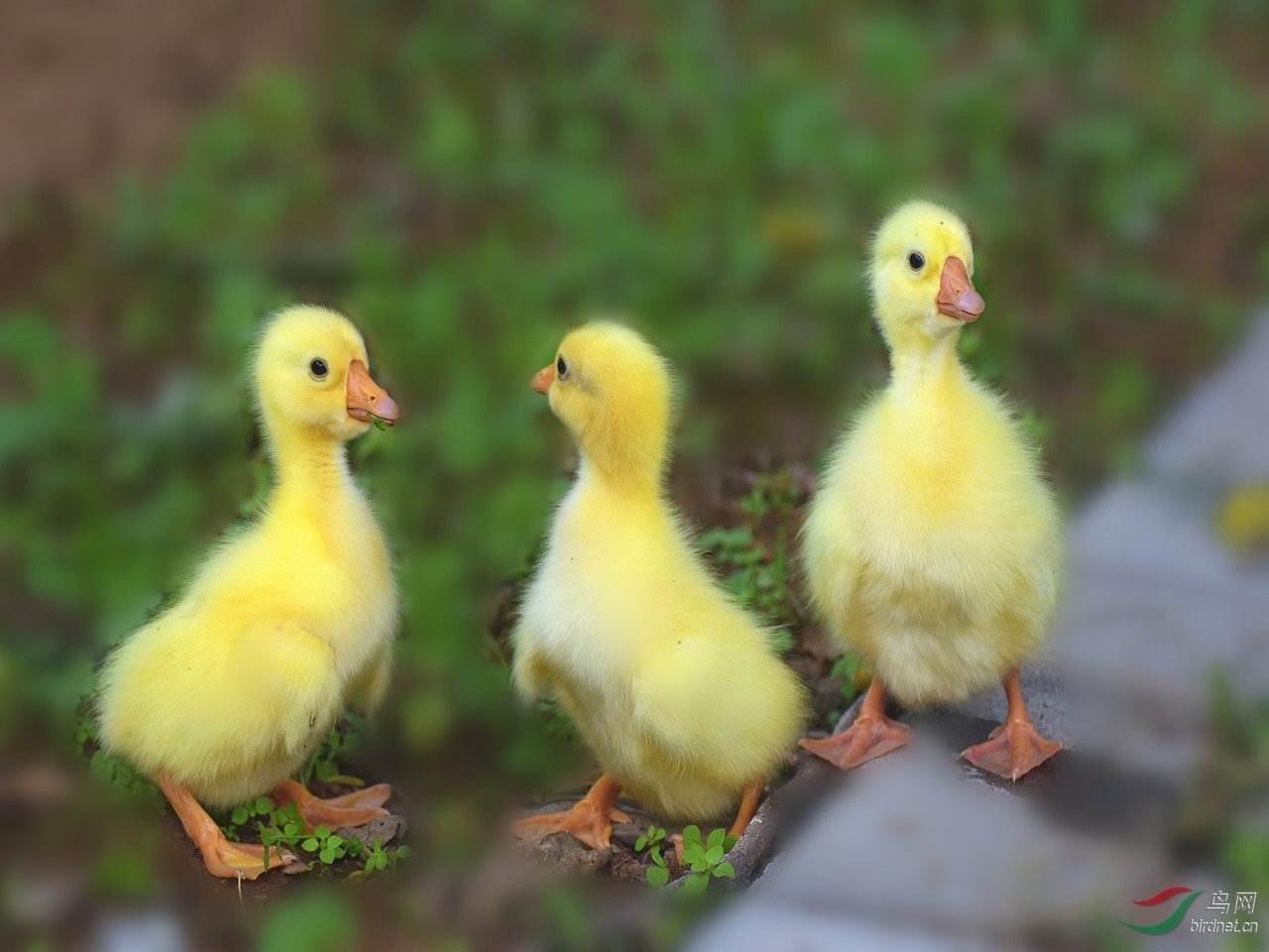 跨越种类的爱雉鸭孵鹅