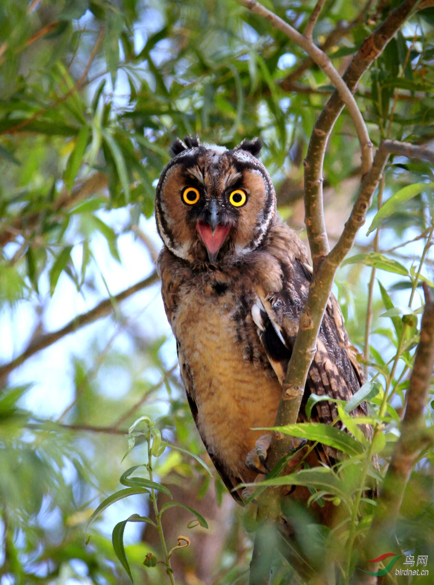 长耳鸮雏鸟