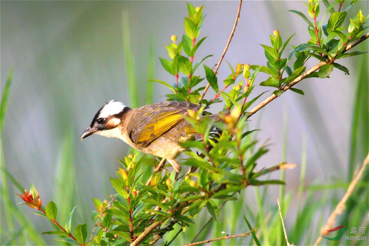 林鸟石榴树上的大菜鹎勒爷