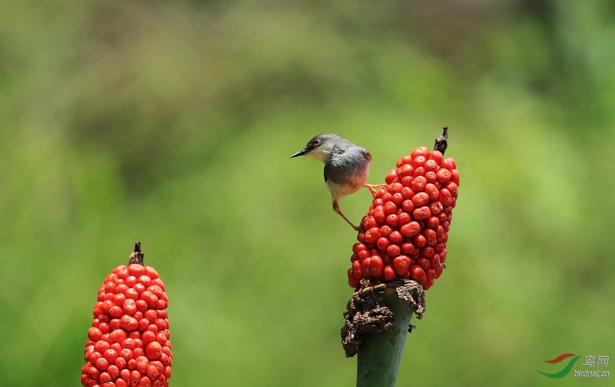 站在老虎芋花上的莺儿