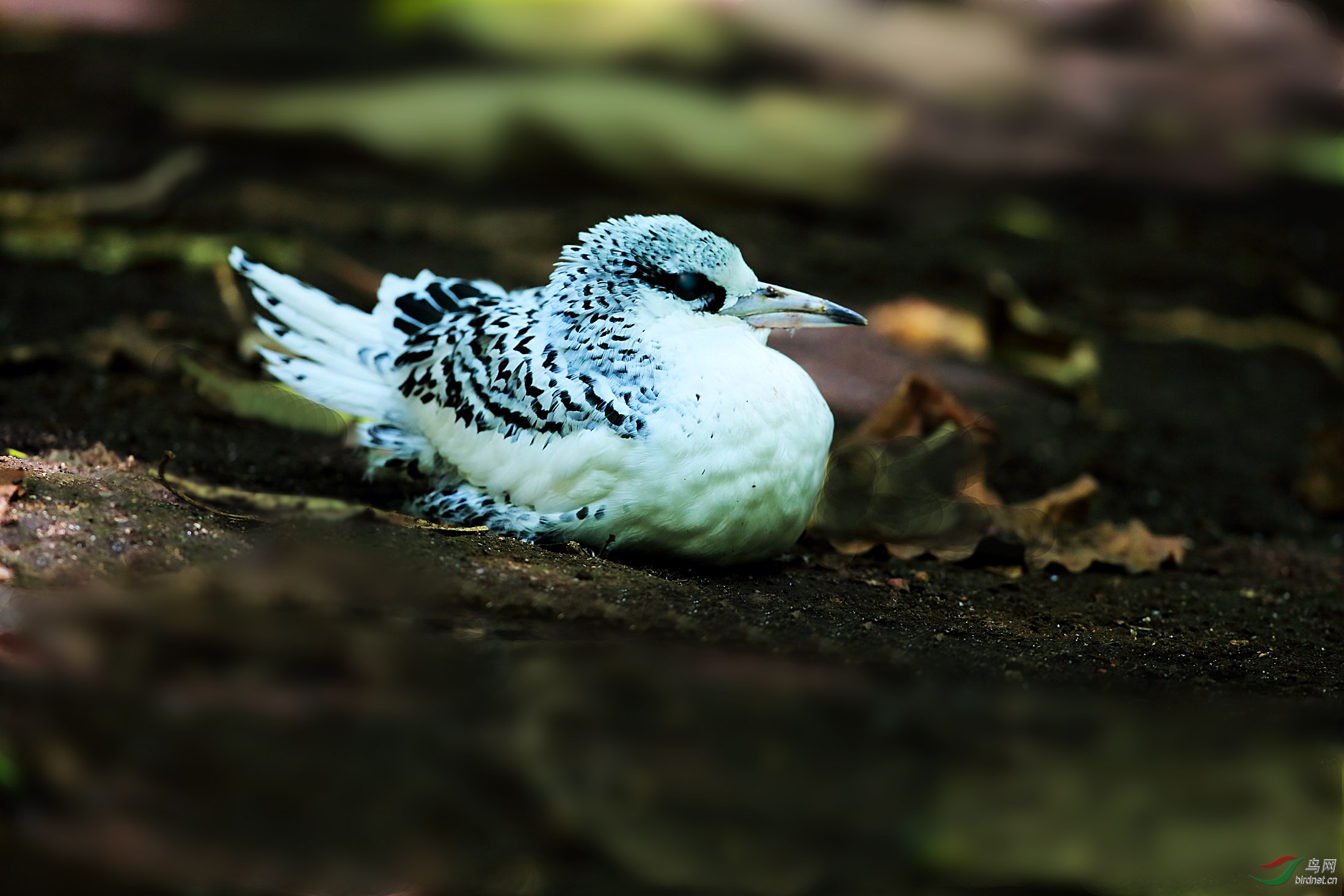 塞舌尔鸟岛的白尾獴