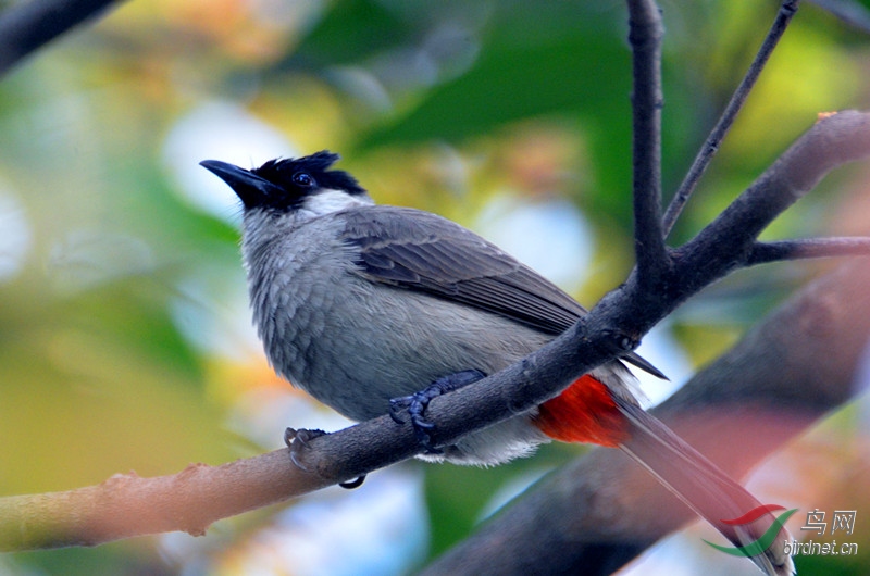黄殿鹎拍摄于佛山新城