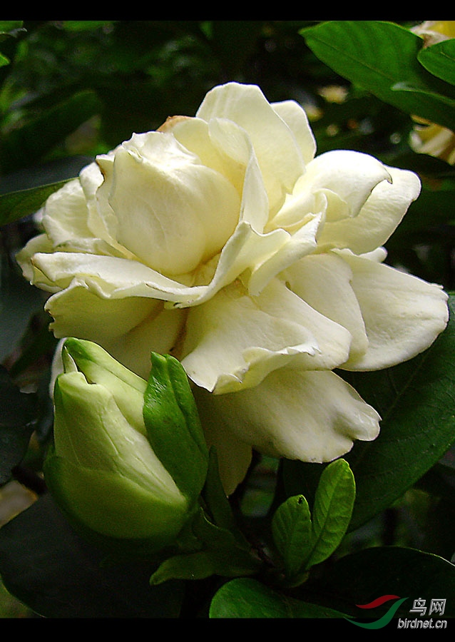 栀子花开馨人香